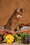 Abessinier / abyssinian cat