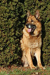 sitzender Deutscher Schäferhund / sitting German Shepherd