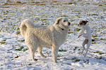 Parson Russell Terrier und Kuvasz / dogs in snow