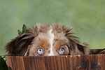 Miniature Australian Shepherd Welpe / miniature australian shepherd puppy