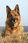 liegender Deutscher Schäferhund / lying German Shepherd