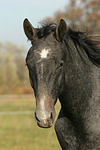 Sachsen Anhaltiner Warmblut / horse