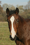 Deutsches Reitpony / pony