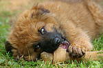 fressender Harzer Fuchs Welpe / eating Harzer Fuchs puppy