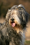 Bearded Collie