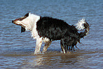 Border Collie schüttelt sich / shaking Border Collie