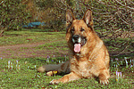 liegender Deutscher Schäferhund / lying German Shepherd