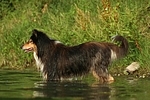 badender Langhaarcollie / bathing longhaired collie