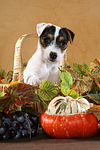 Parson Russell Terrier Welpe Portrait / PRT puppy portrait