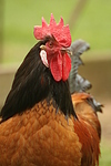 Vorwerkhuhn Hahn Portrait / cock portrait