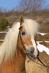 Haflinger Portrait / haflinger horse portrait