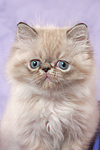 Perser Colourpoint Kätzchen / persian colourpoint kitten