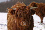 Schottisches Hochlandrind im Winter / highland cattle in winter