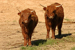 Schottische Hochlandrinder / highland cattles