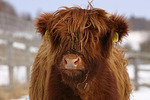 Schottisches Hochlandrind im Winter / highland cattle in winter