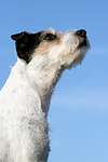 Parson Russell Terrier Portrait / PRT portrait