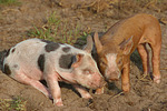 Ferkel / piglets