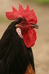 Vorwerkhuhn Hahn Portrait / cock portrait