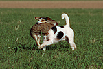 Parson Russell Terrier