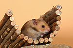 Goldhamster / golden hamster