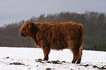 Schottisches Hochlandrind im Winter / highland cattle in winter