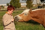 Frau füttert Haflinger / woman feeds haflinger horse