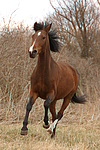 Deutsches Reitpony / pony