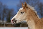 Haflinger Fohlen / haflinger horse foal