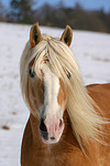 Haflinger Portrait / haflinger horse portrait