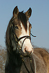 Deutsches Reitpony Portrait / pony portrait