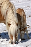 Haflinger / haflinger horses