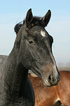 Sachsen Anhaltiner Warmblut / horse