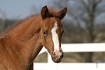 Deutsches Reitpony / pony