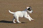 Parson Russell Terrier Welpe / parson russell terrier puppy