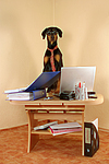 Dobermann / doberman pinscher