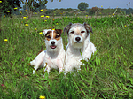 2 Parson Russell Terrier