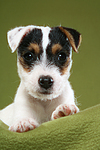 liegender Parson Russell Terrier Welpe / lying PRT puppy