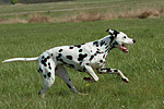 Dalmatiner / dalmatian