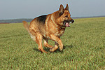 rennender Deutscher Schäferhund / running German Shepherd