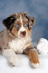 Miniature Australian Shepherd Welpe / miniature australian shepherd puppy