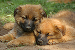 schlafende Harzer Fuchs Welpen / sleeping Harzer Fuchs puppies