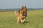 rennender Deutscher Schäferhund / running German Shepherd