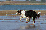 rennender Border Collie am Strand / running Border Collie at beach