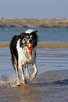 spielender Border Collie am Strand / playing Border Collie at beach