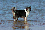 Border Collie steht im Wasser / bathing Border Collie