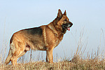 stehender Deutscher Schäferhund / standing German Shepherd