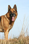 stehender Deutscher Schäferhund / standing German Shepherd