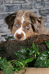 Miniature Australian Shepherd Welpe / miniature australian shepherd puppy