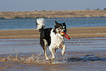 spielender Border Collie am Strand / playing Border Collie at beach