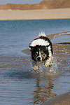 Border Collie rennt durchs Wasser / running Border Collie